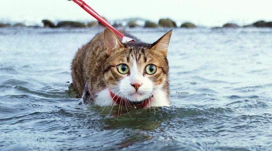 猫咪为什么会怕水