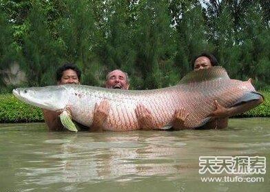 世界上最大的乌鱼（世界上最大的黑鱼）
