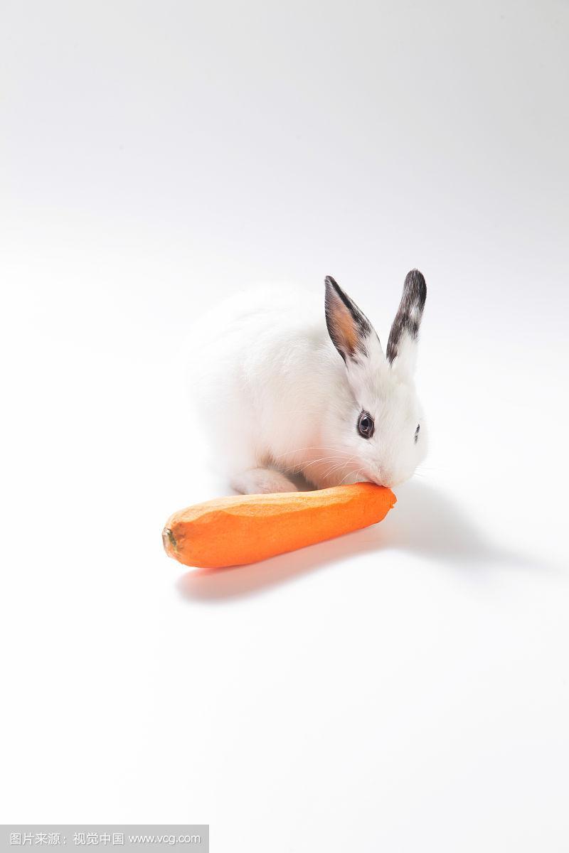 兔子吃胡萝卜么