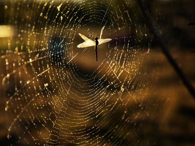 蜘蛛网是蜘蛛的窝吗