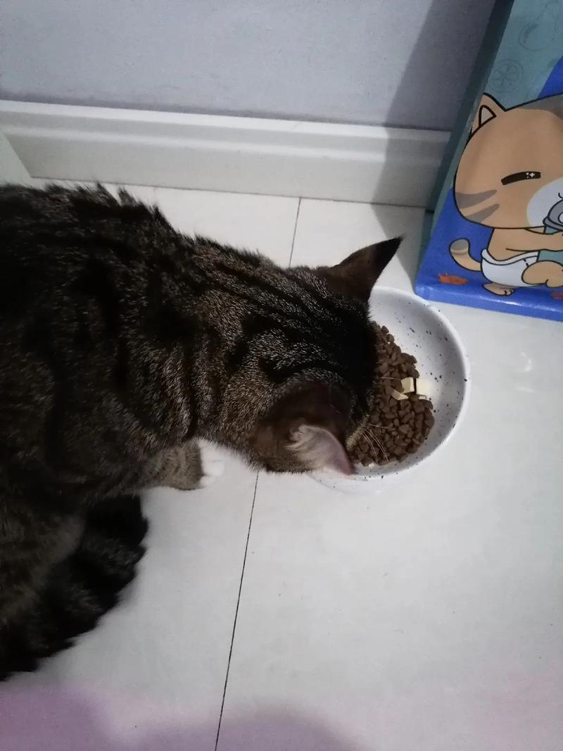 一个多月的猫咪吃干猫粮还是湿猫粮好（三个月的猫喂干猫粮还是湿猫粮）