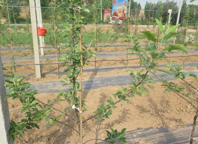红富士苹果树苗的正确种植方法（矮化苹果树苗的正确种植方法）