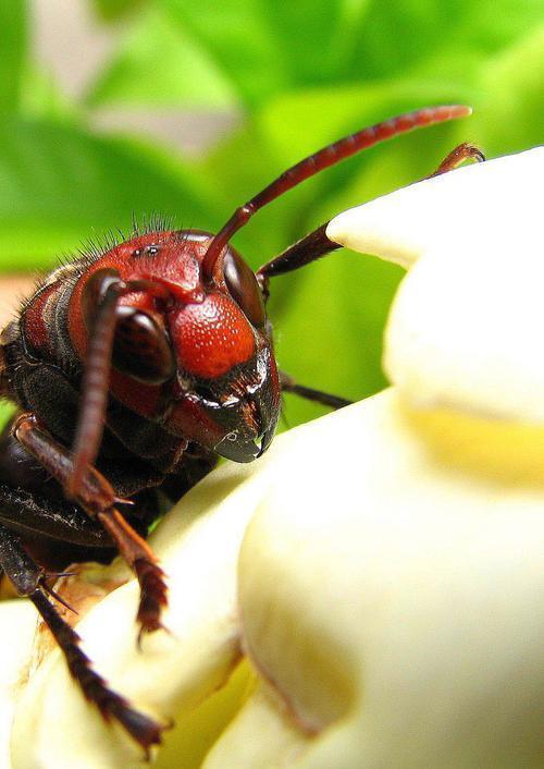 黄蜂和黑蜂毒性区别