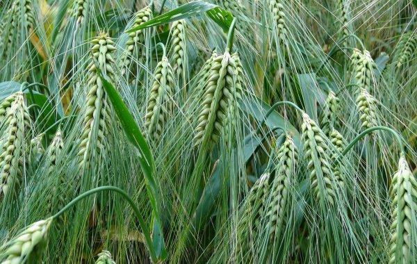 大麦和青稞有什么区别