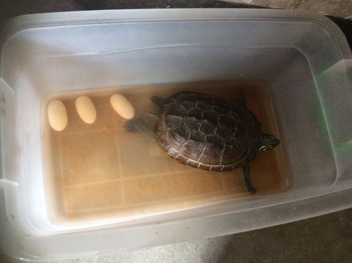 家养的巴西龟下蛋了怎么样才能孵出小乌龟啊