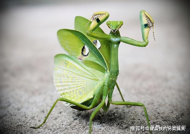 巨钳螳螂为什么是绿色的