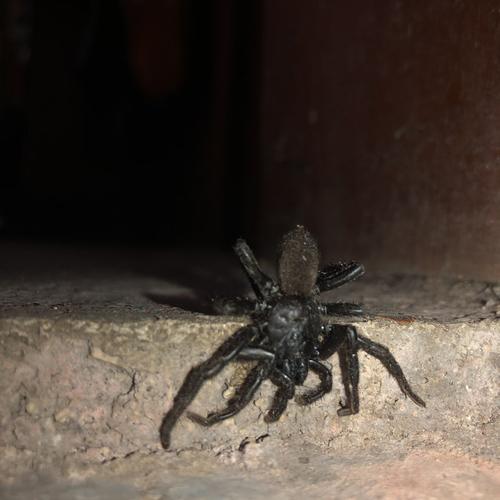 今天家里来了两个大概7厘米长的黑色蜘蛛 很大的 这种大蜘蛛有毒吗 咬人吗（家里的四五厘米黑色蜘蛛有毒吗）