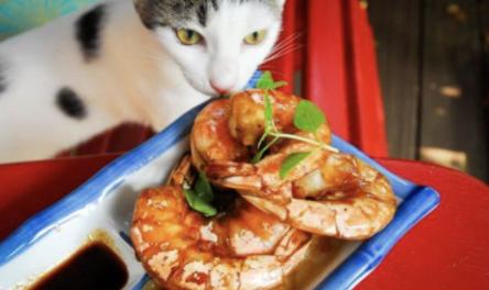 猫咪可以吃基围虾吗