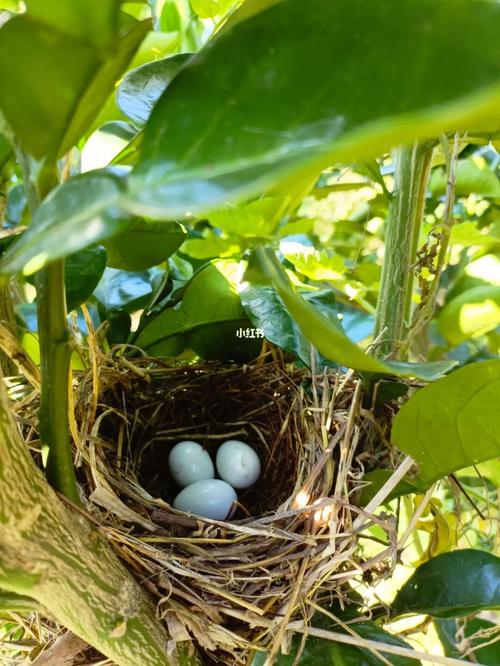 小鸟生蛋到孵化过程（小鸟孵化到长大的过程要多少天）