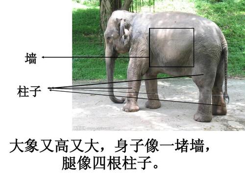 称大象的办法有哪些