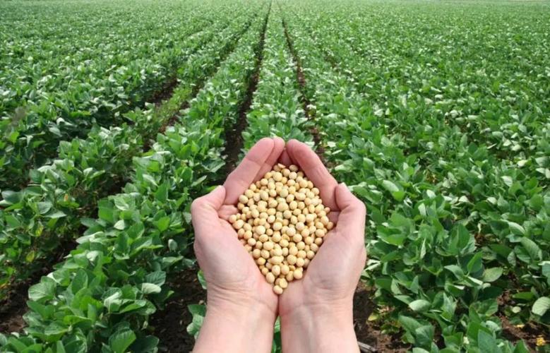 黄豆每亩播种多少斤