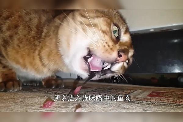 猫吃鱼时为什么不会被鱼刺卡到喉咙