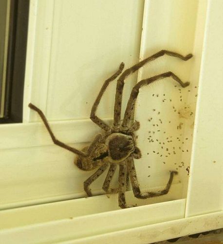 家里有蜘蛛 能不能打死 有没有什么说法