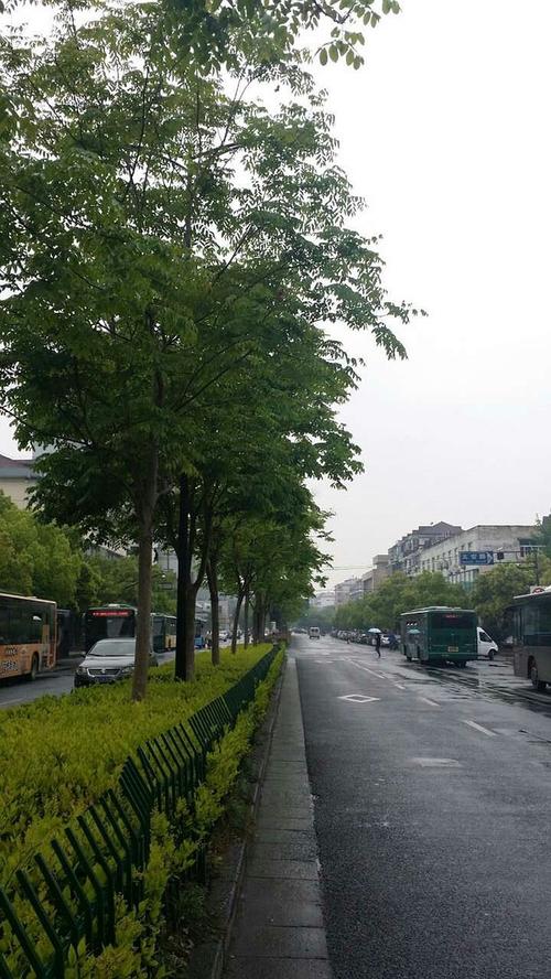 杭州高速路边是什么树（杭州城市路边栽的都是什么树）
