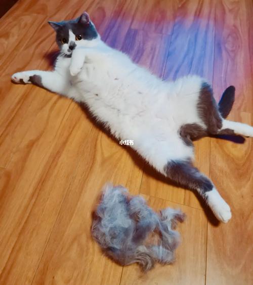 猫一般一天掉多少根毛