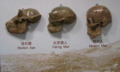 为什么古代人的头骨比现代人的小（南方人的头骨跟北方人的头骨区别）