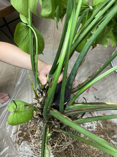 龟背竹怎么养护才能快速生根