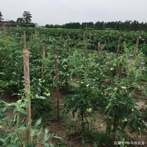 种植番茄一亩产量有多少