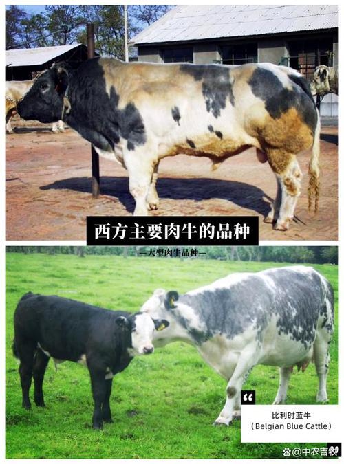海福特牛和西门塔尔有区别吗