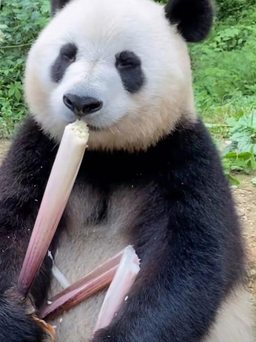 熊猫除了吃竹子 还吃什么