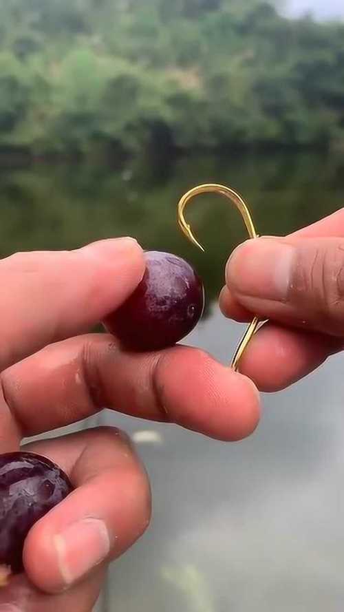 冬季用葡萄可以钓草鱼吗