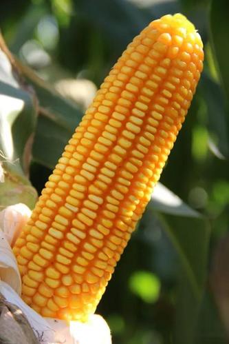 最耐高温的玉米品种排名