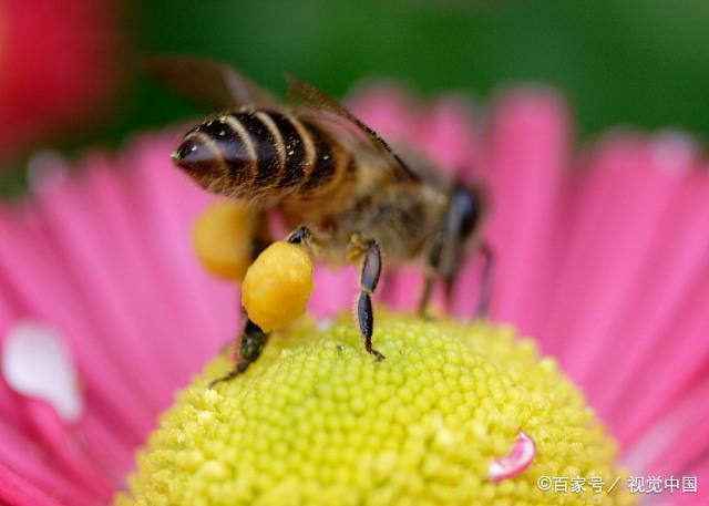 蜜蜂一天能采集多少次