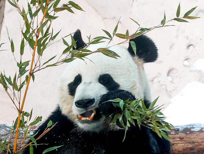 为啥熊猫有的吃竹子有的吃竹笋啊