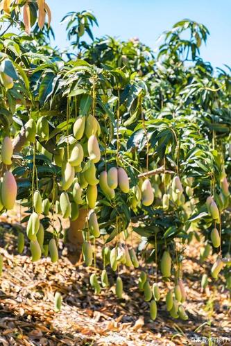 越南芒果的种植方法