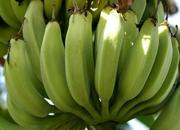 天热香蕉怎么存放保持时间长（冬天香蕉要怎么保存才不会变黑）