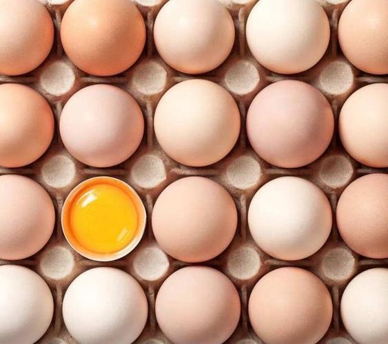 为什么鸡蛋有红壳白壳