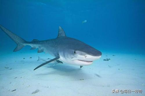 世界上的鲨鱼共有多少种