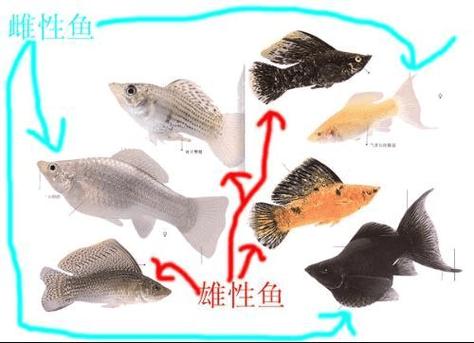 茶壶鱼怎么看公母怎么繁殖需要注意点什么（热带鱼茶壶鱼怎么辨别公母）