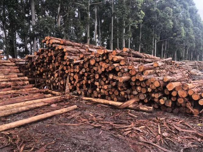 2023年一吨桉树木材价格
