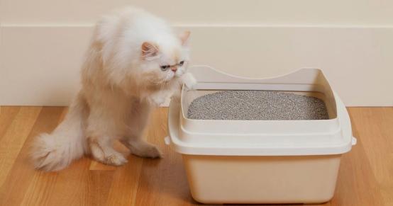 怎么教猫用猫砂