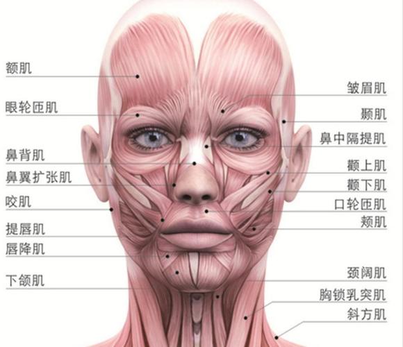 求人体面部肌肉和穴位图 最好有对他们的详细介绍