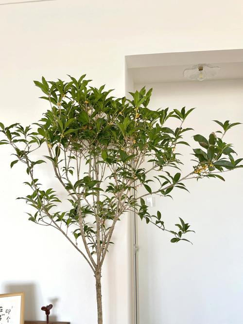 桂花树可不可以摆放客厅（桂花树盆栽放在客厅哪个位置）