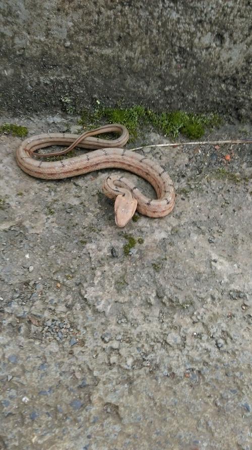 贵州的蛇有几种