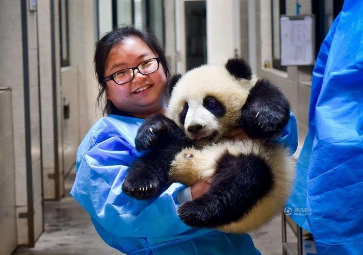 当熊猫饲养员需要什么条件
