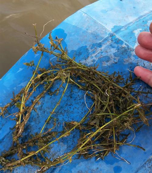 虾塘水草挂脏烂根处理方法