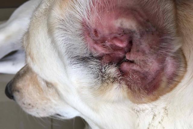两个月的狗狗耳朵里为什么那么脏（两个月的小狗耳朵里为什么特别脏）