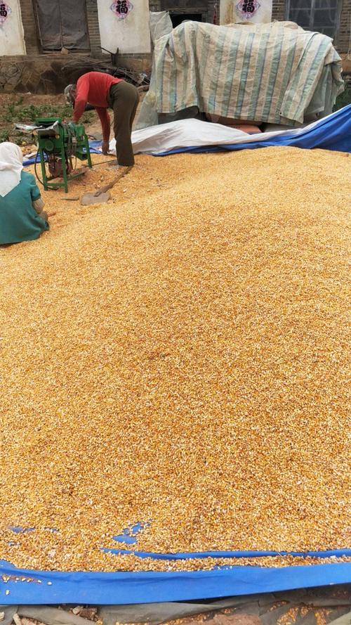 几千斤的干玉米粒怎么保存才不生虫