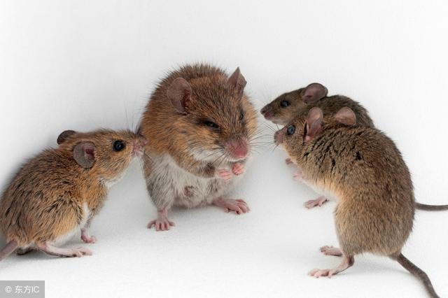 请问老鼠有多少个称呼 分别都叫什么