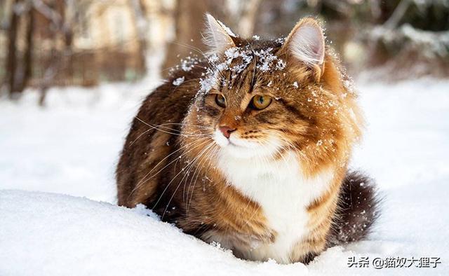 8度小猫冬天会冻死吗（小猫多冷会冻死）