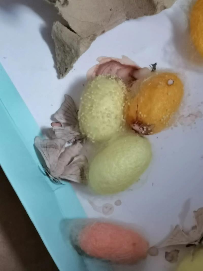 开始孵化的蚕卵可以放冰箱冷藏吗（蚕卵不放冰箱夏天会直接孵化吗）