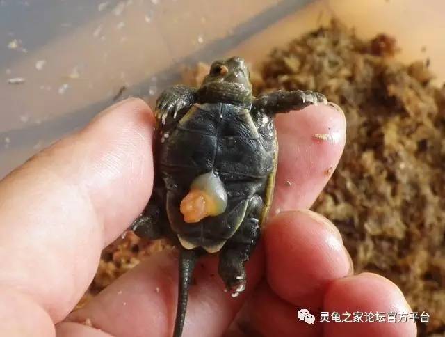 巴西龟繁殖的条件（巴西龟怎么繁殖最快）