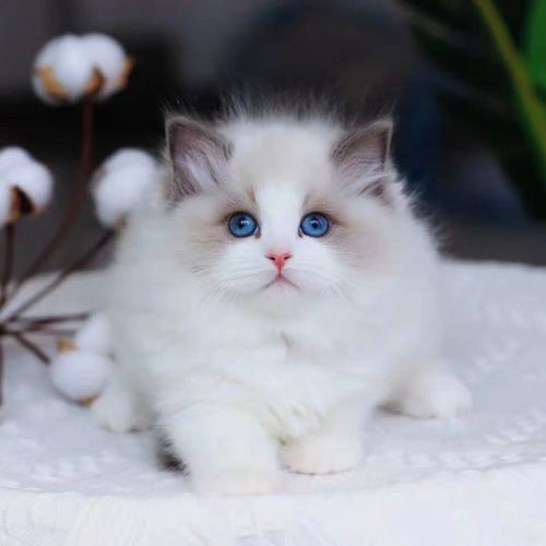 橘猫蓝猫和布偶猫的选择（布偶猫和蓝猫哪个值得入手）