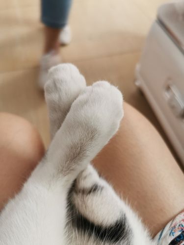 猫咪脚大正常吗（猫咪脚大是好事吗）