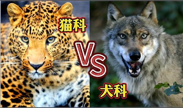狐狸 老虎 狮子 豹是猫科还是犬科 分别是什么属