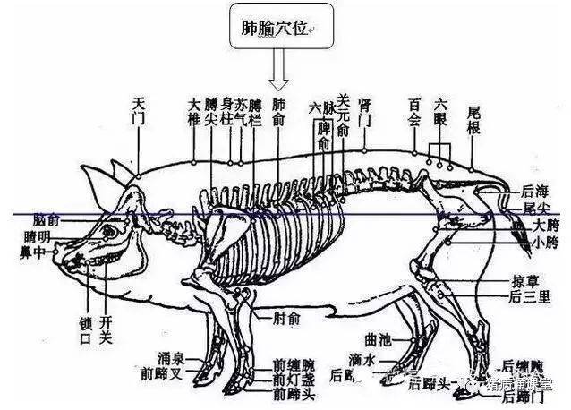 猪的骨头解剖图及各部名称